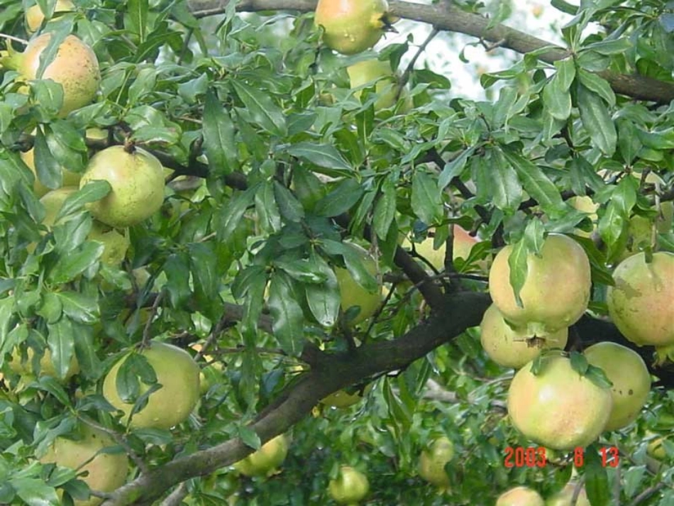 苏教版三上语文16石榴课件[1]_第3页