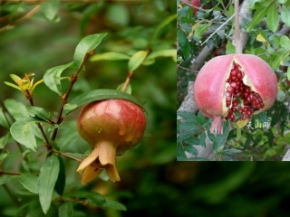 苏教版三上语文16石榴课件