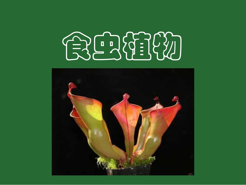 神奇的食虫植物_第1页
