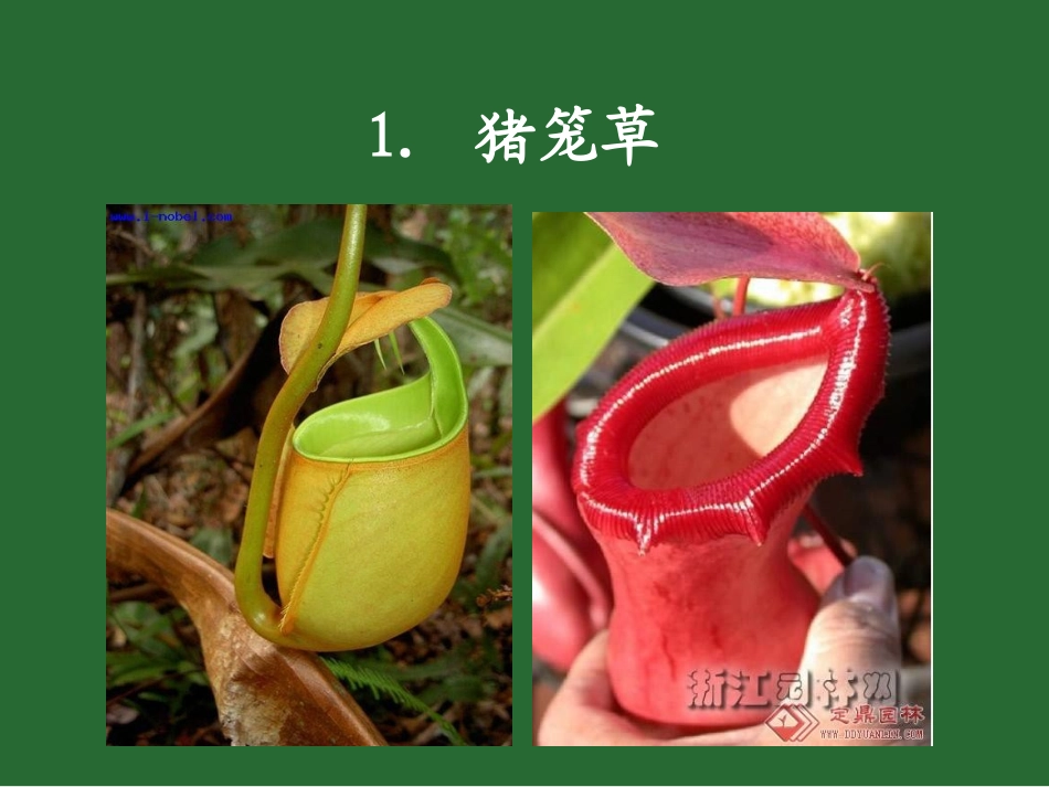 神奇的食虫植物_第2页