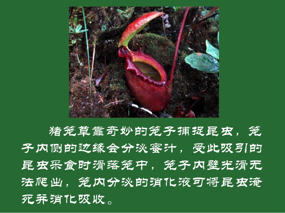 神奇的食虫植物_第3页
