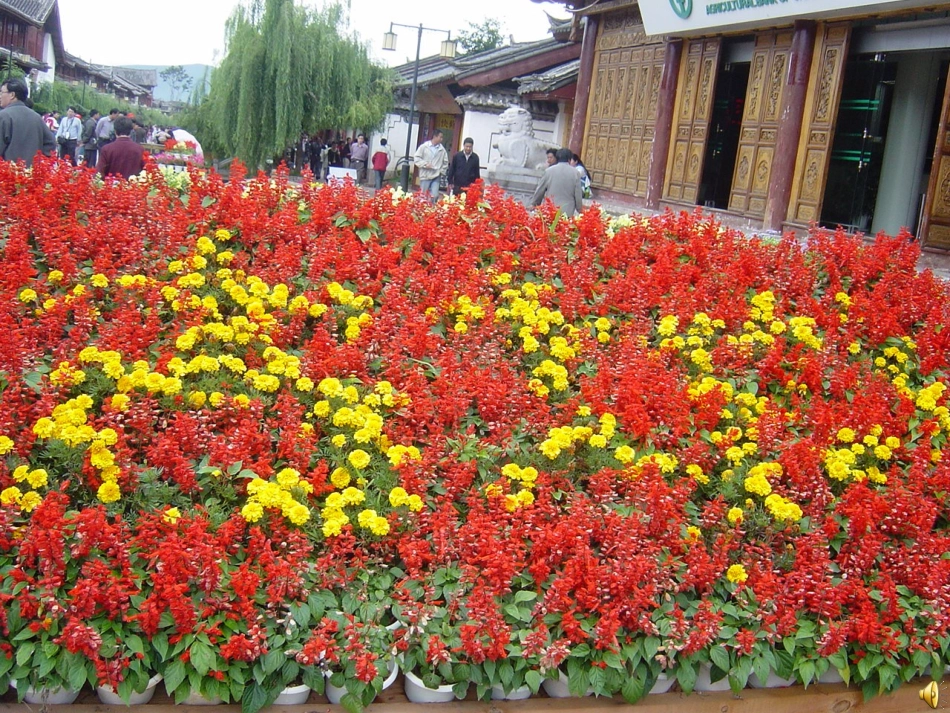 花儿为什么这样红 (3)_第1页