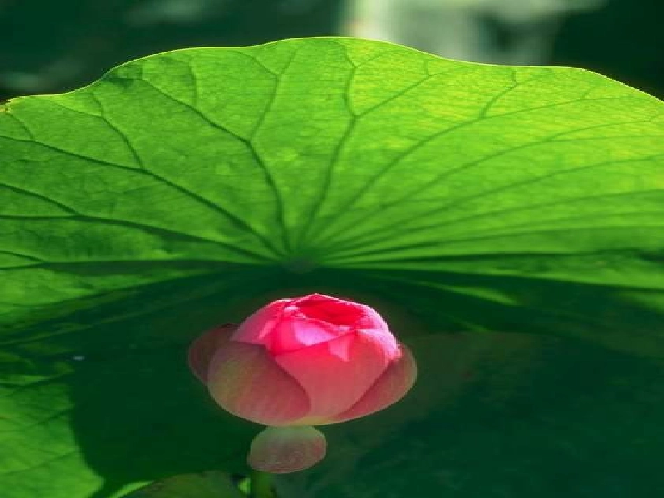 花儿为什么这样红 (3)_第2页