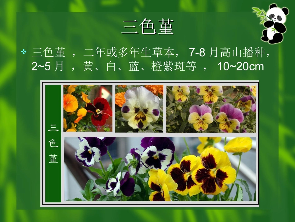 时令花卉汇总_第3页