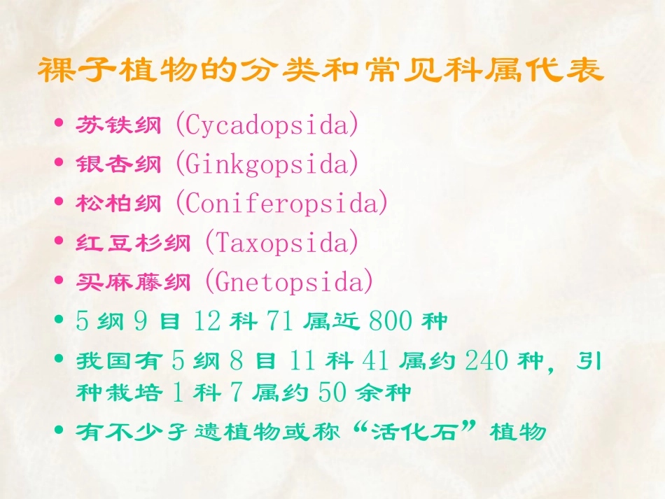 裸子植物.ppt_第3页