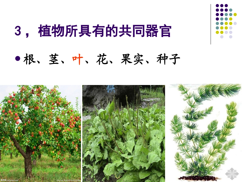 小学科学三年级上册植物的叶_第3页