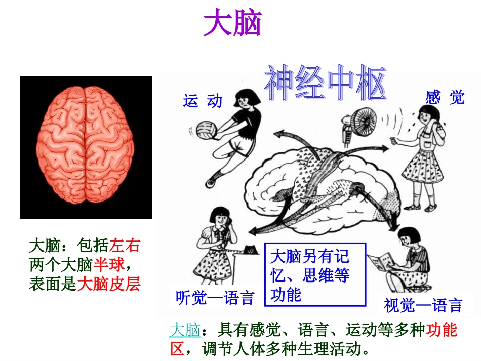 第二节神经系统的组成 (2)_第3页