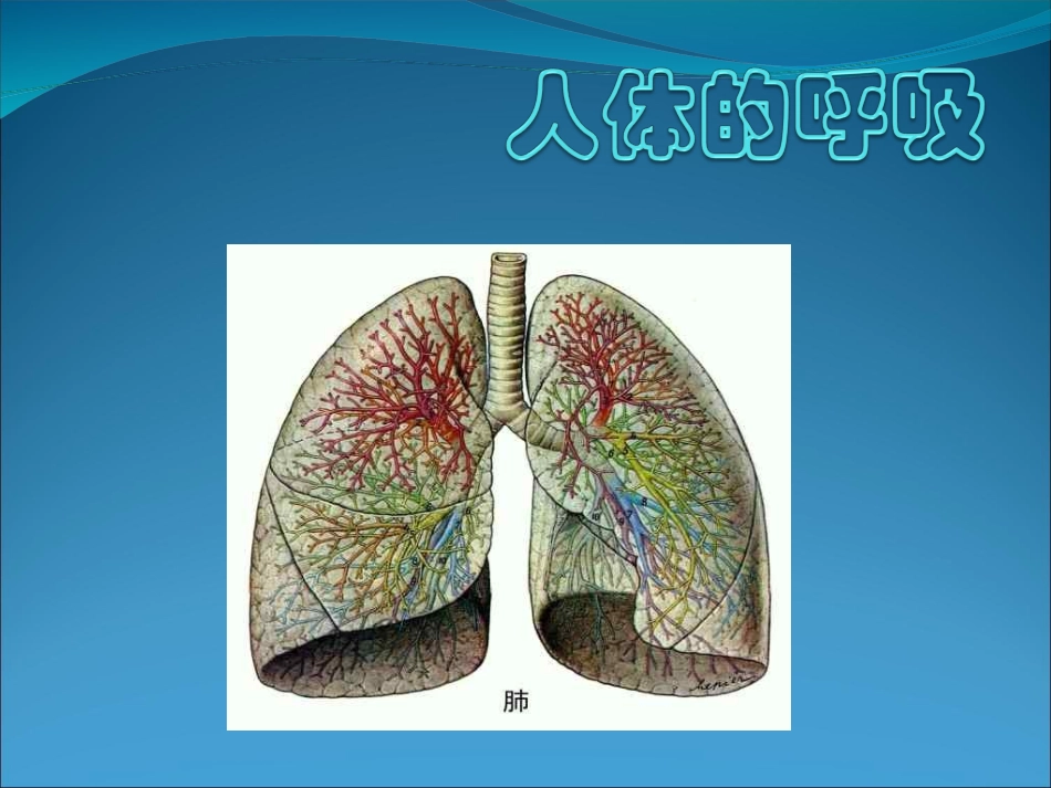 第二节人体的呼吸2_第1页