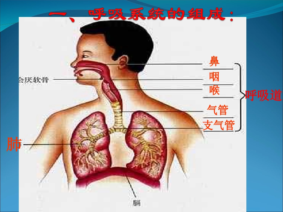 第二节人体的呼吸2_第2页