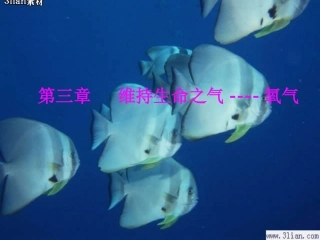 第三章维持生命之气--氧气31认识氧气