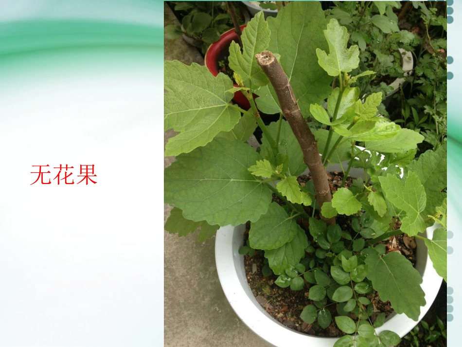 其他植物激素(县公开课)_第2页