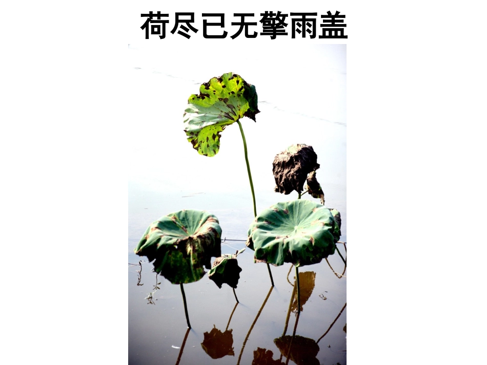 苏轼《赠刘景文》配图欣赏_第2页