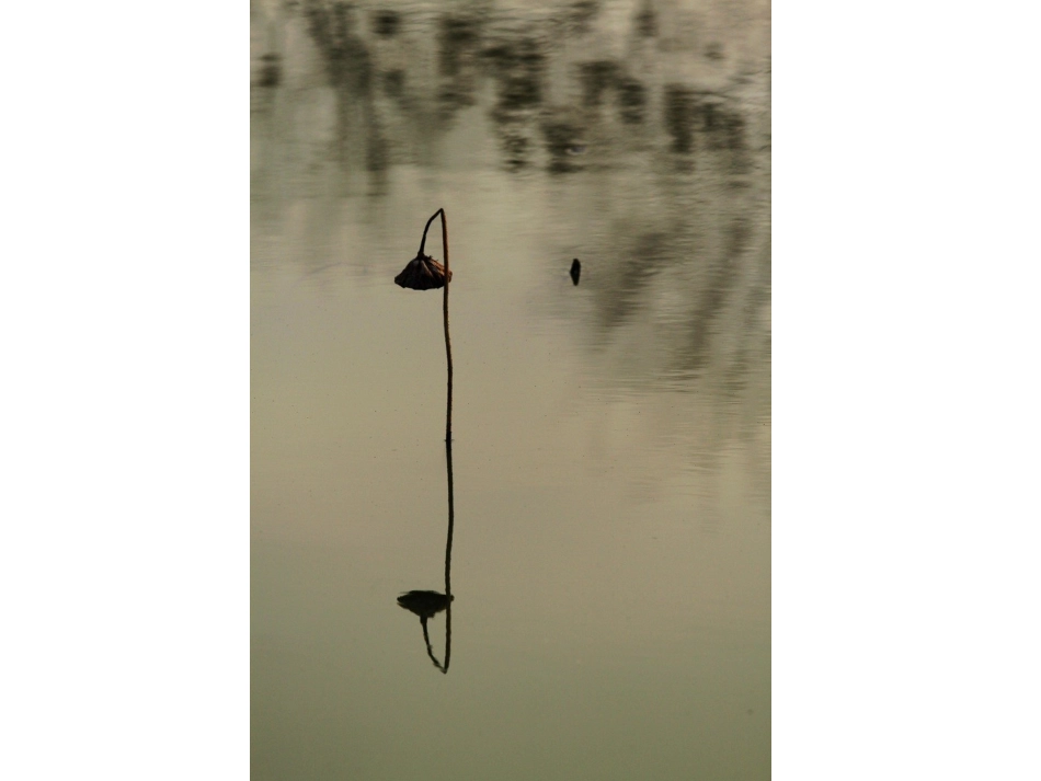 苏轼《赠刘景文》配图欣赏_第3页