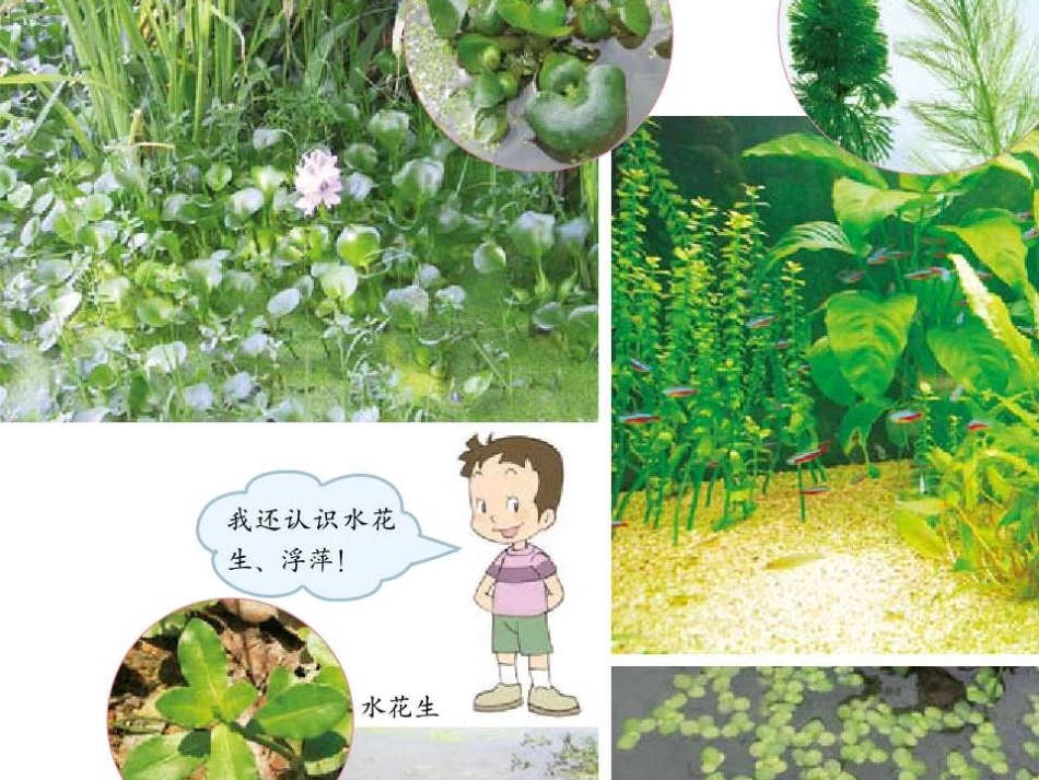 小学三年级科学《水生植物》_第3页