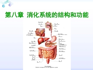 消化系统的结构与功能