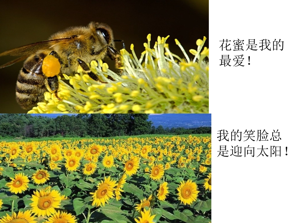 第一章生物学—研_第3页