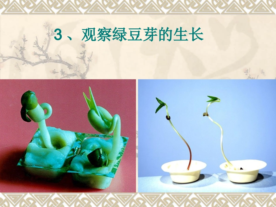 观察绿豆芽的生长_第1页