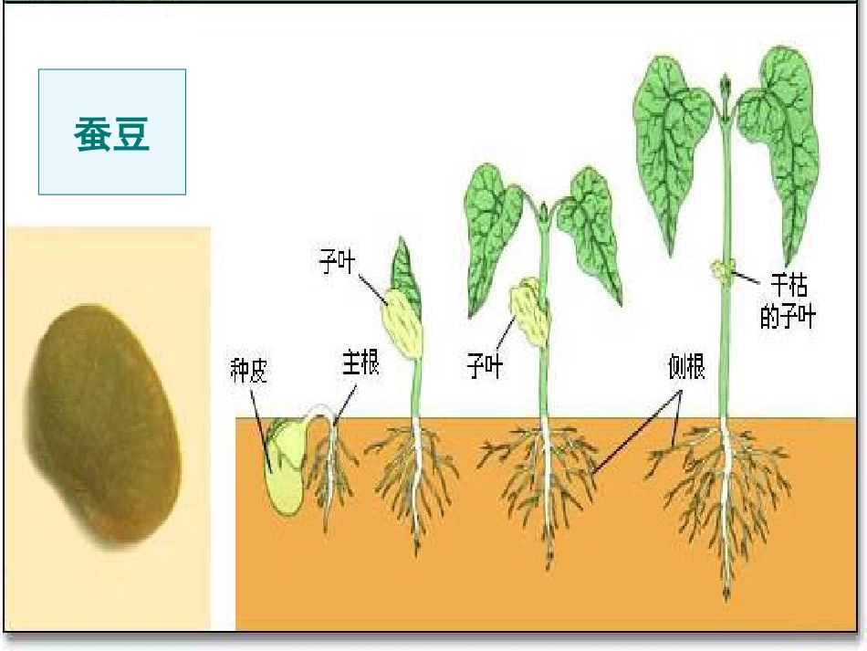 观察绿豆芽的生长_第2页