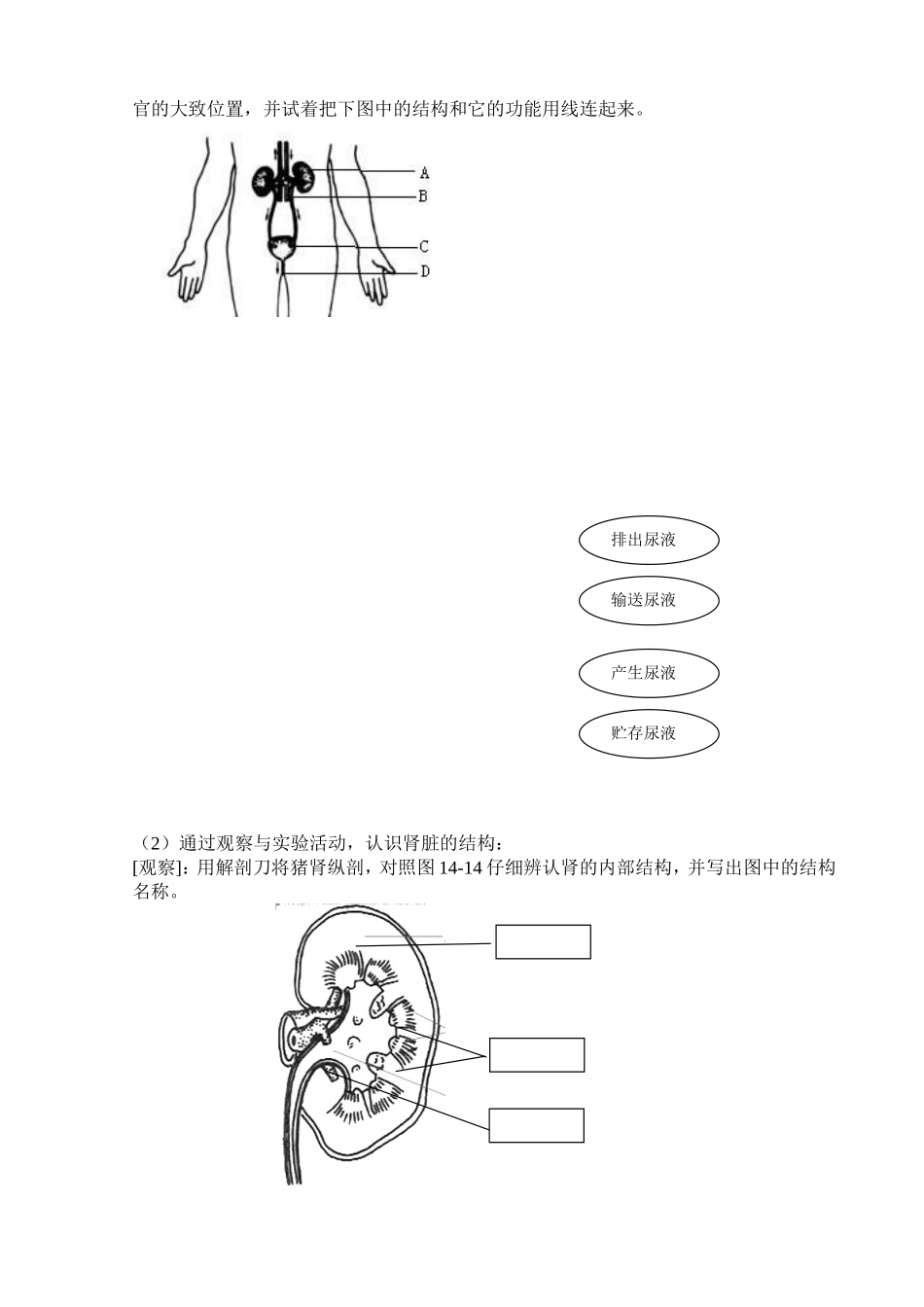 第2节人体内废物的排出尿液的形成与排出_第2页