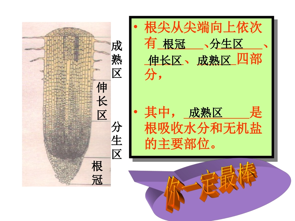 苏教版生物七年级上 第5章 第3节 植物生长需要水和无机盐_第2页
