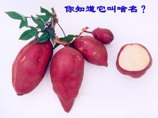 第13章第1节生物的命名