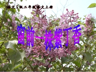 窗前一株紫丁香 