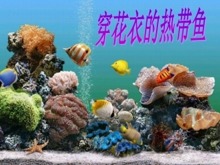 穿花衣的热带鱼