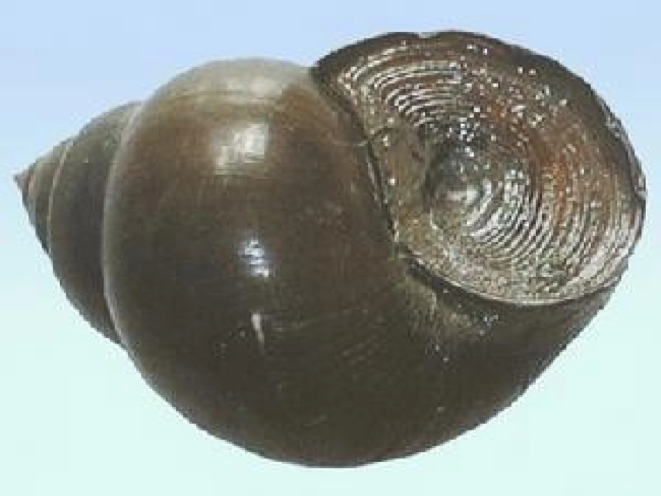 科学：认识田螺_第1页