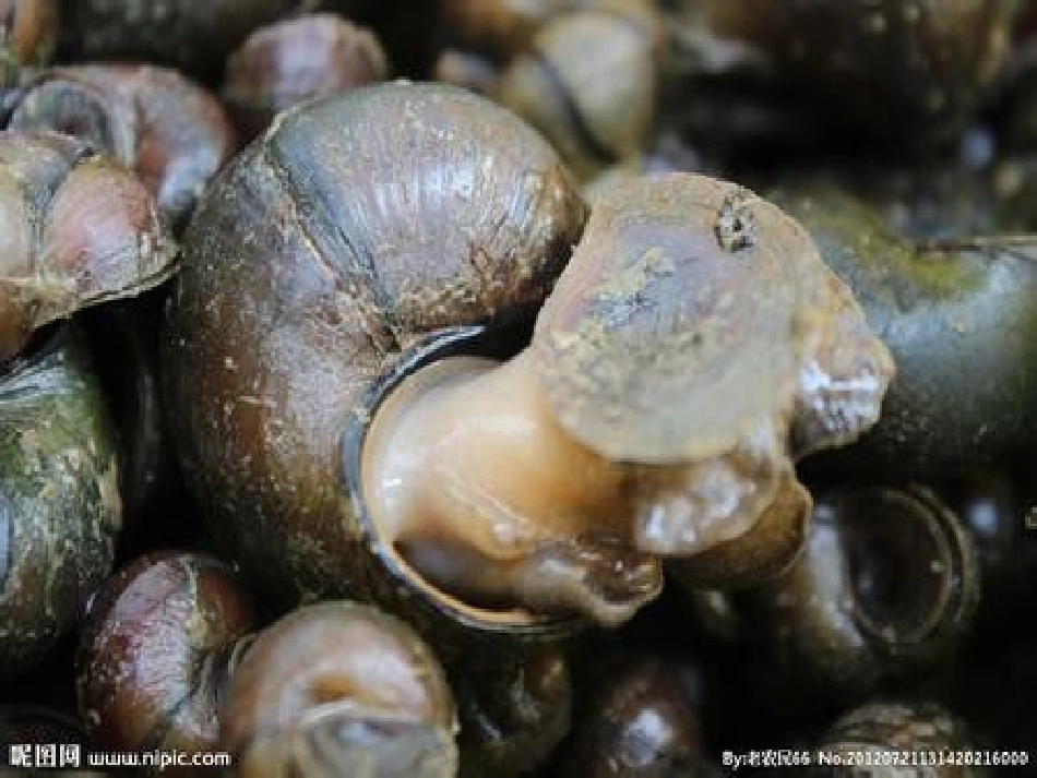 科学：认识田螺_第2页