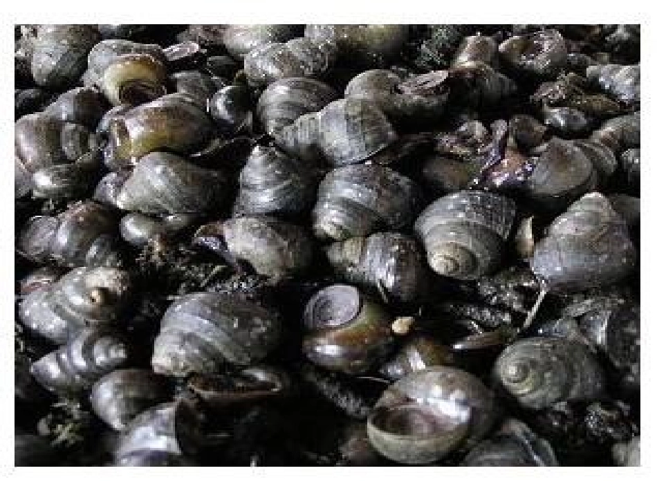 科学：认识田螺_第3页