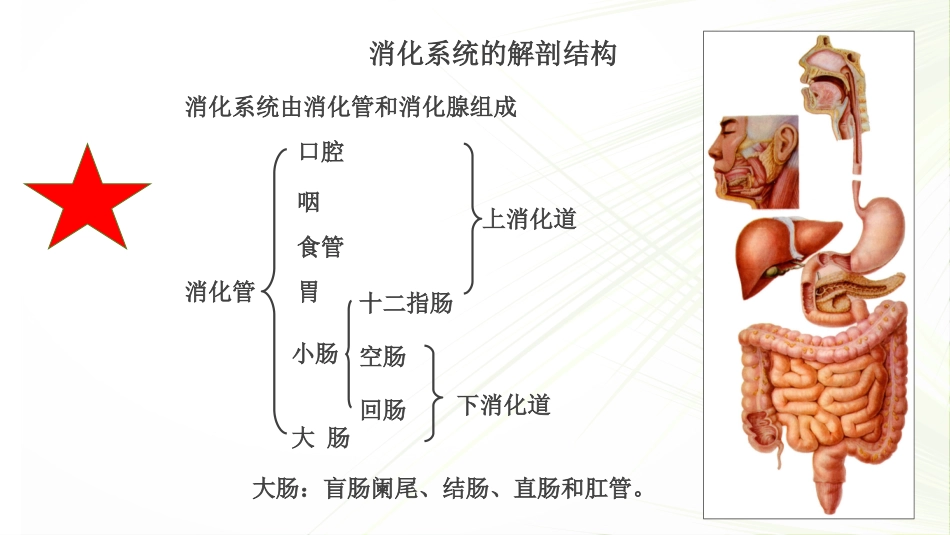 系统解剖学之消化系统_第3页