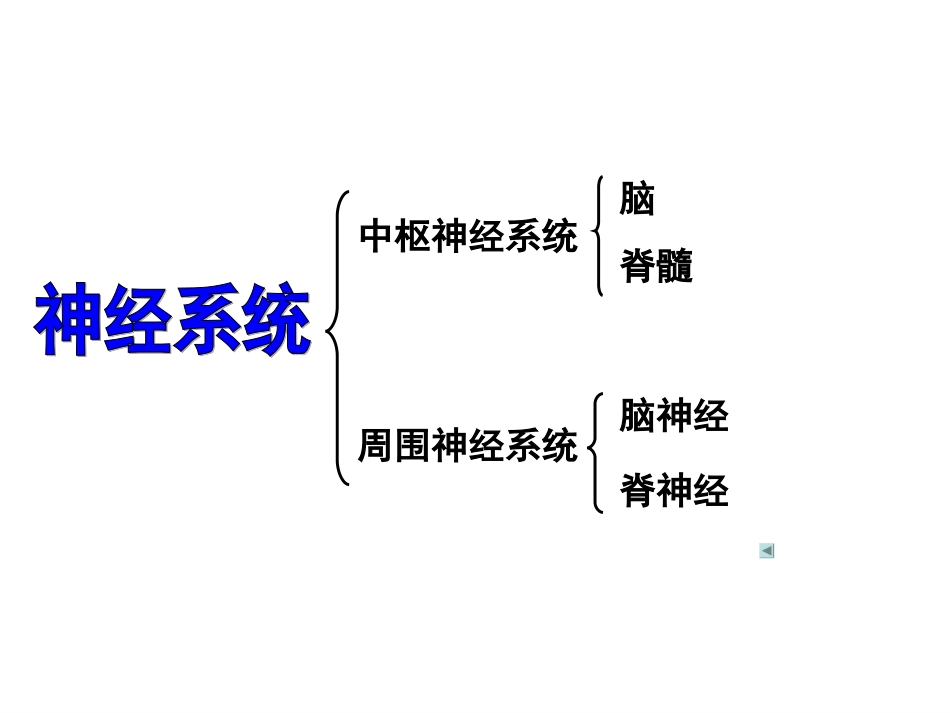 神经调节 (2)_第3页