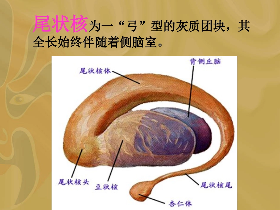 基底节区解剖位置关系图_第3页