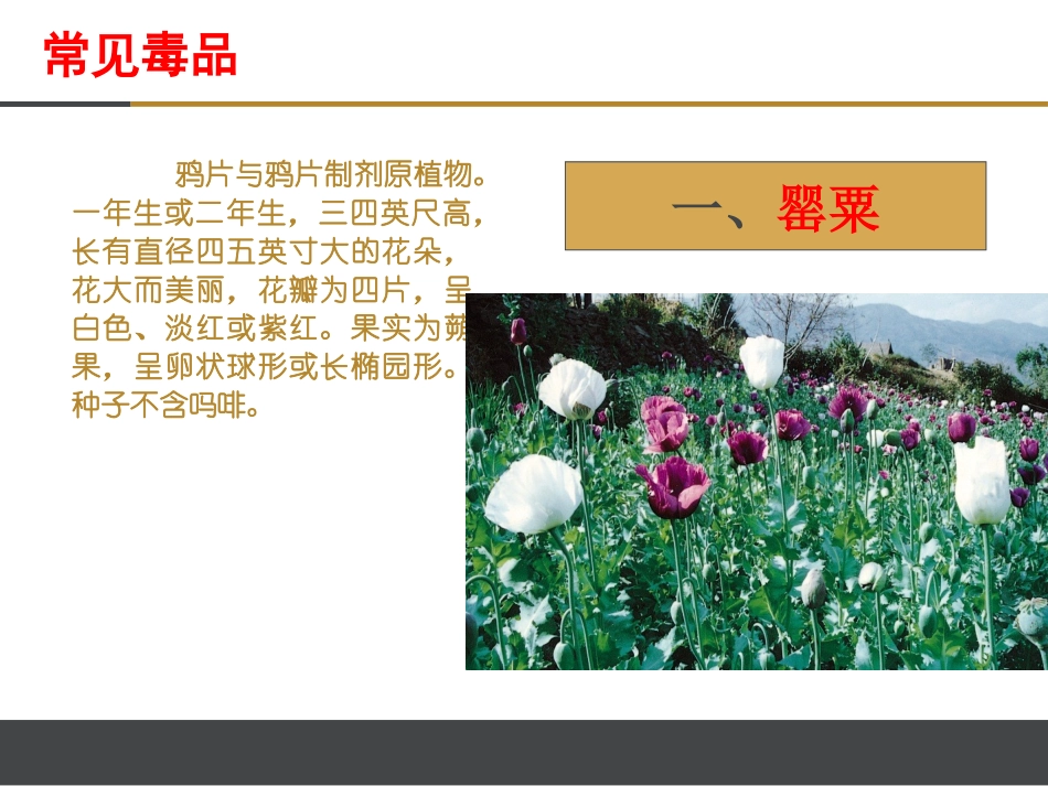 禁毒课件李继虎_第3页