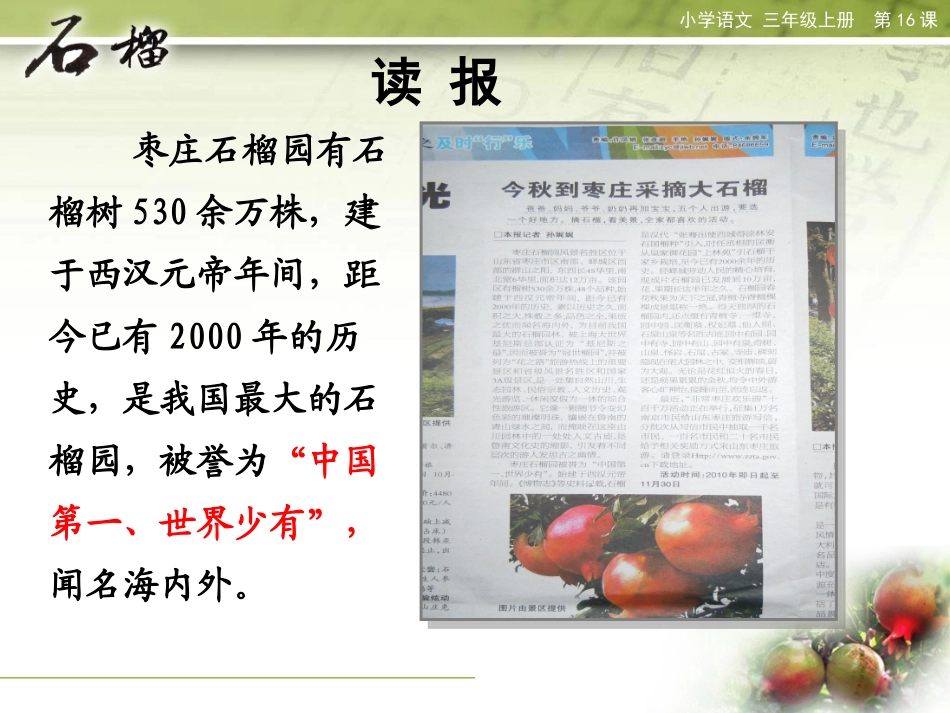 石榴倪鸣课件_第2页