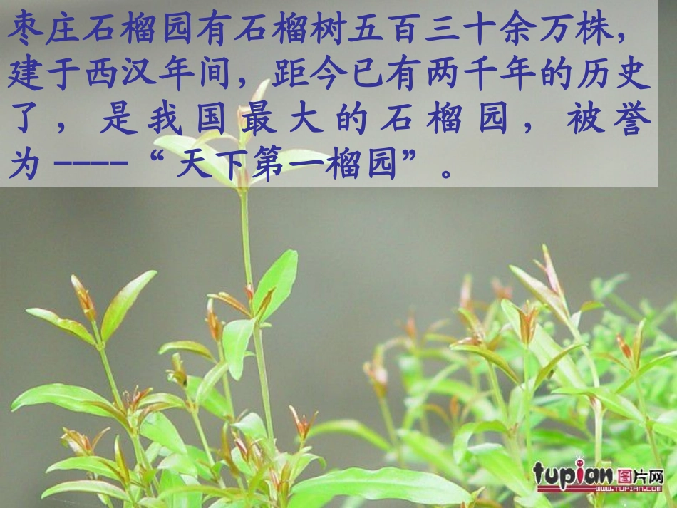 石榴公开课课件_第3页