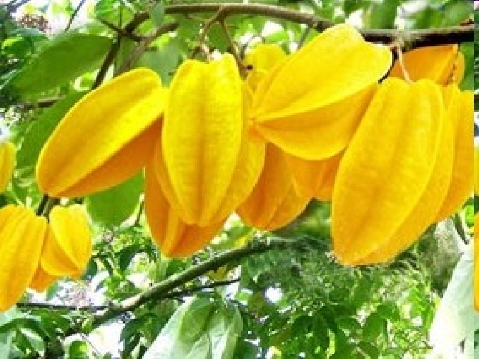 画杨桃演示文稿1_第2页