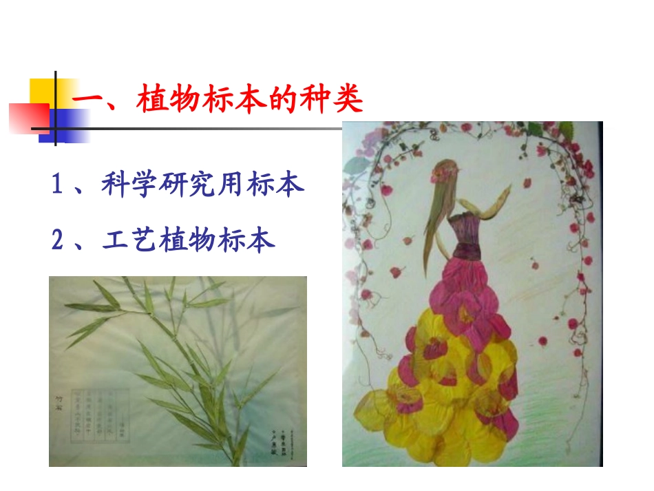 叶脉标本与叶画的制作_第3页