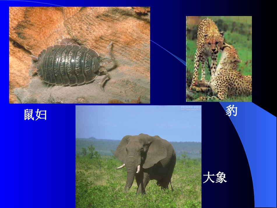 生物生存的环境_第3页