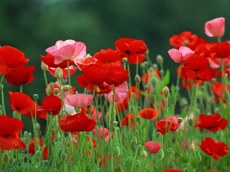 班会课：禁毒主题班会课件_第2页