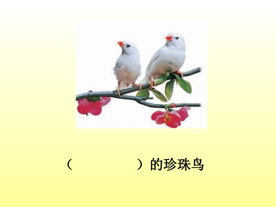 珍珠鸟第一课时_第2页