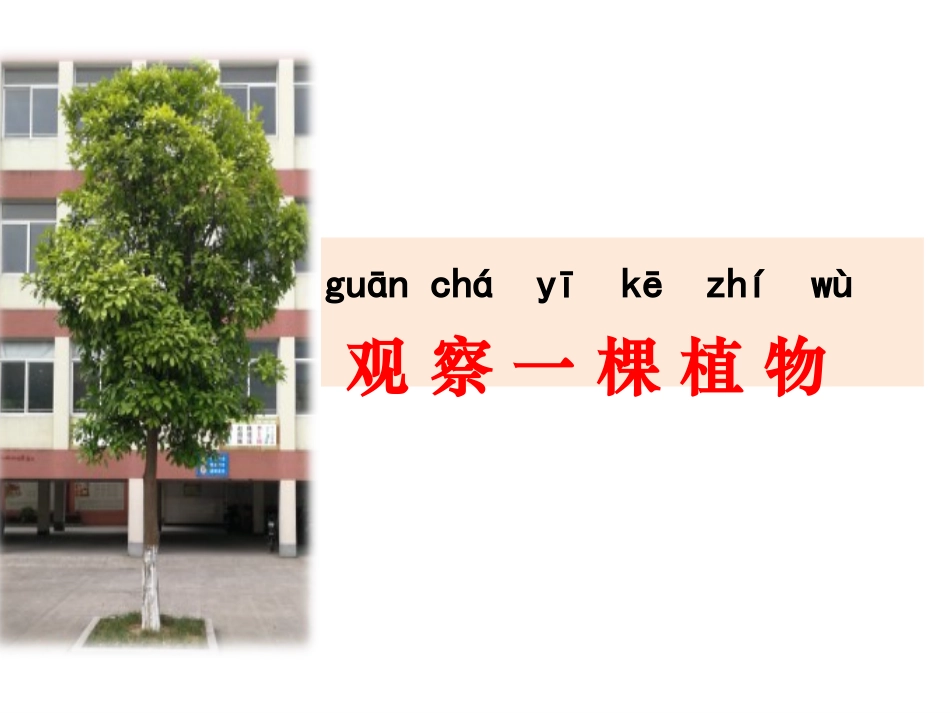 教科版一年级科学上册观察一棵植物ppt_第1页