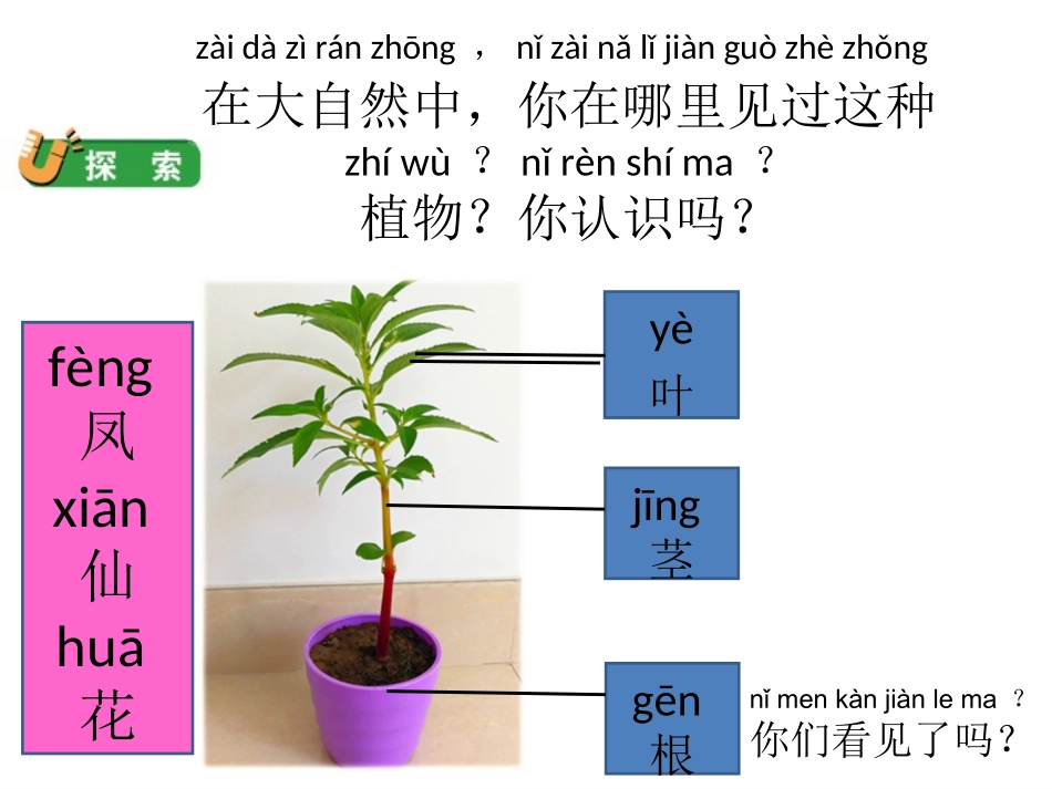 教科版一年级科学上册观察一棵植物ppt_第2页
