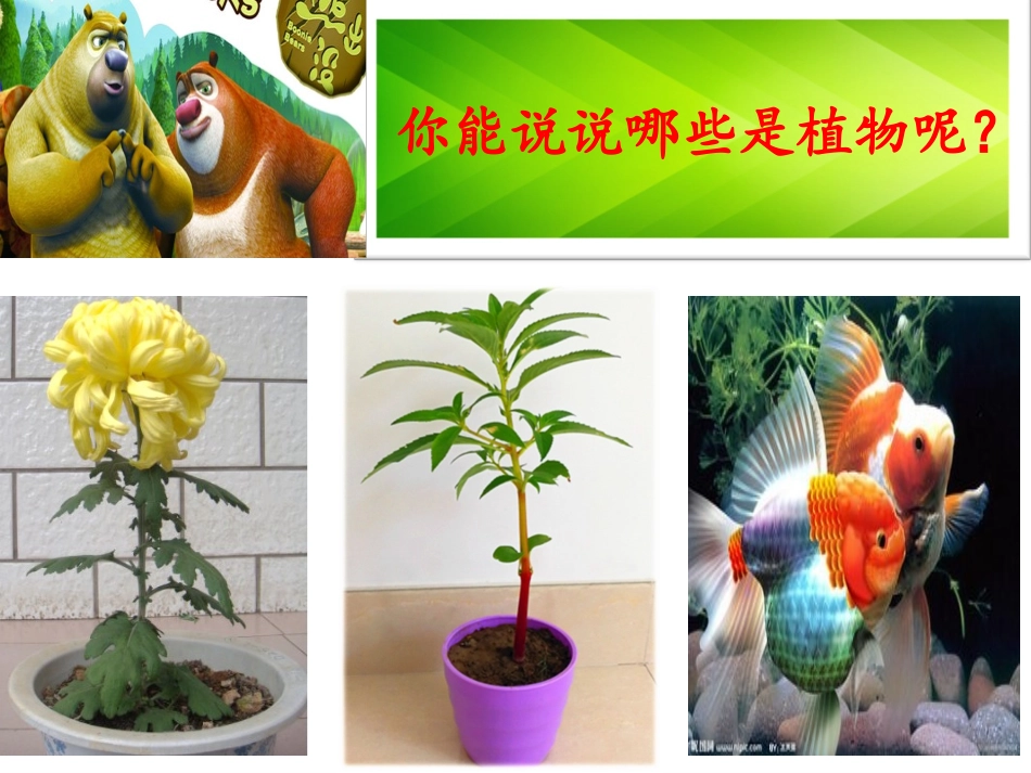 教科版一年级科学上册观察一棵植物ppt_第3页