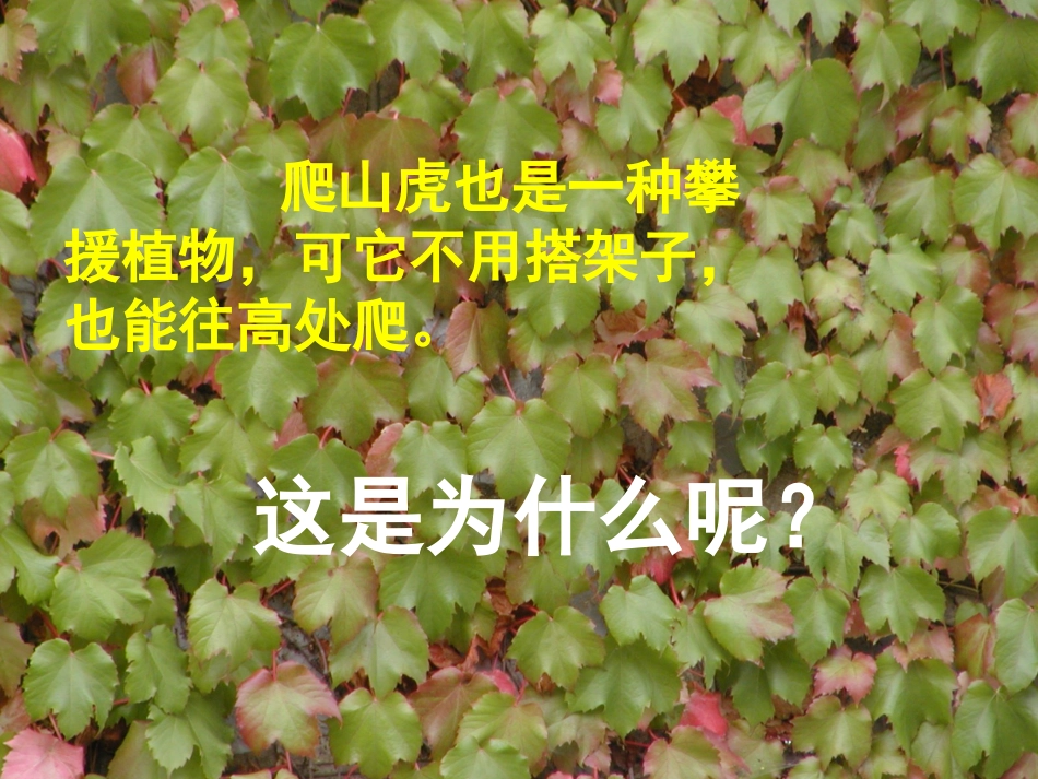爬山虎的脚 课件_第2页