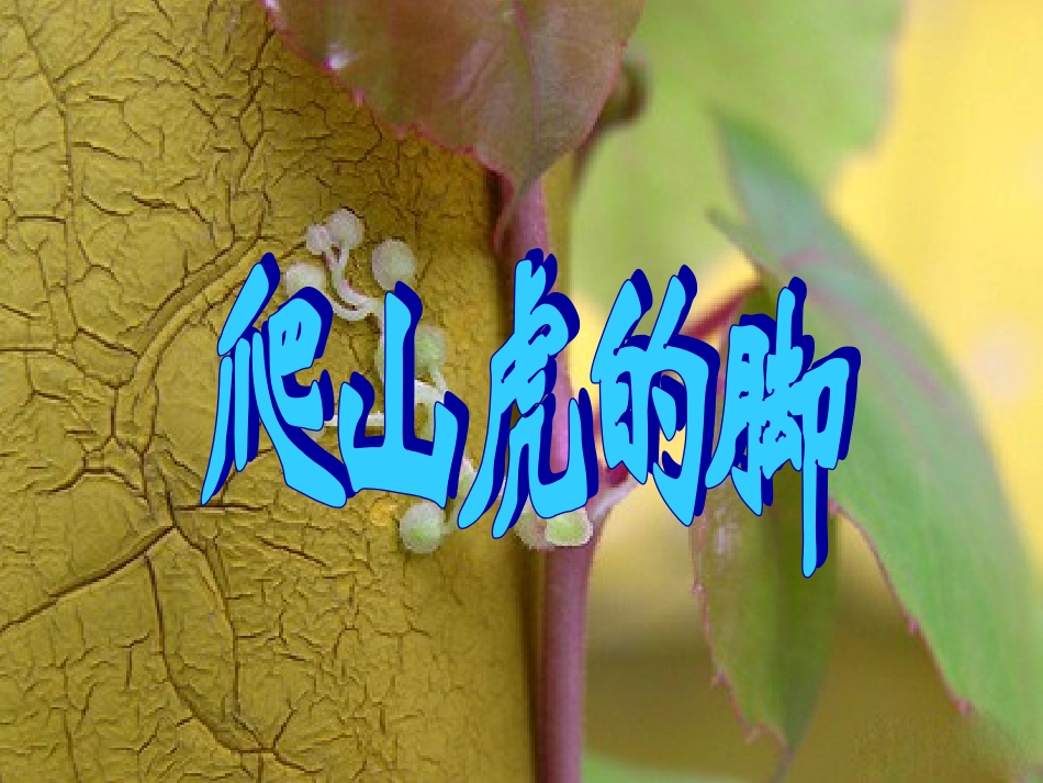 爬山虎的脚 课件_第3页