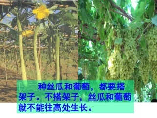 爬山虎的脚 课件