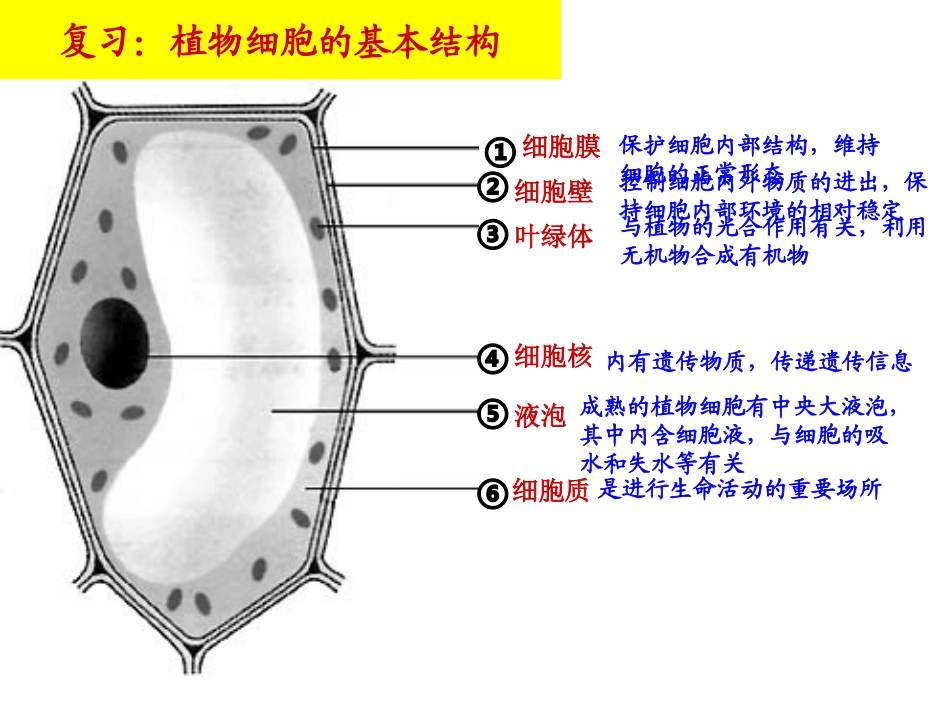 动物细胞的结构和功能_第2页
