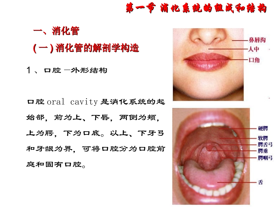 消化系统结构_第3页