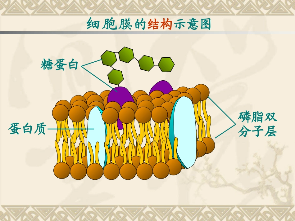 物质跨膜运输的方式.讲ppt_第2页